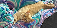 Walter joined the competition — help win amazing prizes! cat, orange_cat, feline, pet, blanket, colorful_blanket, swirl_pattern, bed, couch, cozy, indoor, lounging, paws, tail, stare, blue, purple, cat_tree, furniture, carpet