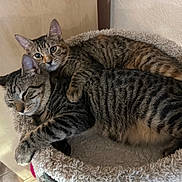 Piña And Papi is registered to the contest to win money with this photo: cat, tabby, pet, animal, feline, snuggle, cuddle, bed, cozy, fur, ears, whiskers, cute, indoor, resting, sleepy, companions, two, striped, domestic