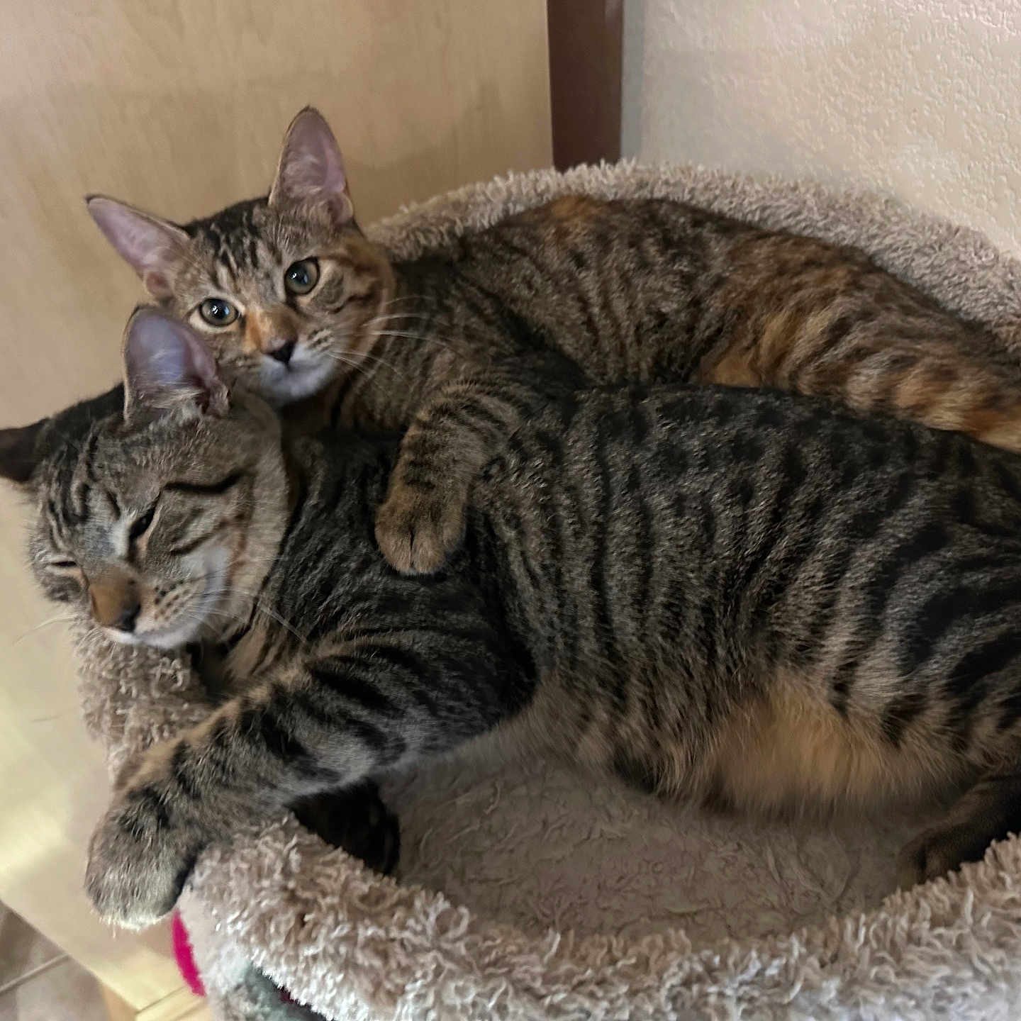 Piña And Papi is registered to the contest to win money with this photo: animal, bed, cat, companions, cozy, cuddle, cute, domestic, ears, feline, fur, indoor, pet, resting, sleepy, snuggle, striped, tabby, two, whiskers