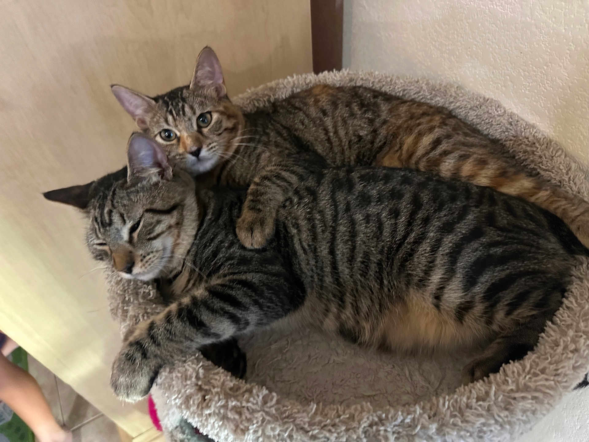 Piña And Papi is registered to the contest to win money with this photo: cat, tabby, pet, animal, feline, snuggle, cuddle, bed, cozy, fur, ears, whiskers, cute, indoor, resting, sleepy, companions, two, striped, domestic