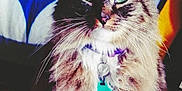 Skeeter joined the competition — help win amazing prizes! cat, fluffy, green_eyes, collar, pet, indoor, portrait, feline, tabby, long_hair, animal, domestic, cute, fur, whiskers, tag, colorful_background, pattern, textile, closeup