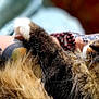 Skeeter joined the competition — help win amazing prizes! cat, tabby, green_eyes, fluffy, tattoo, arm, close_up, pet, feline, whiskers, relaxed, comfort, indoor, portrait, animal, cute, fur, hand, holding, resting