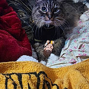 Skeeter joined the competition — help win amazing prizes! cat, tabby, toy, bed, blanket, pillow, fabric, plush, fur, whiskers, clothing, indoor, cozy, resting, animal, pet, soft, texture, cute, domestic