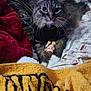 cat, tabby, toy, bed, blanket, pillow, fabric, plush, fur, whiskers, clothing, indoor, cozy, resting, animal, pet, soft, texture, cute, domestic