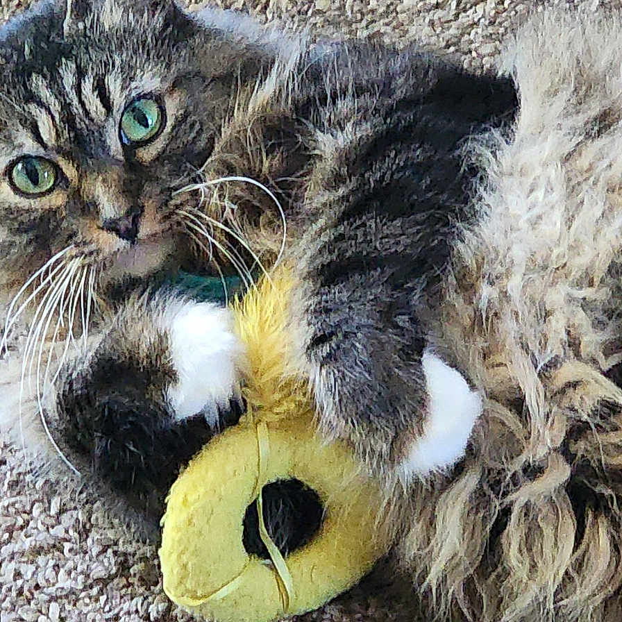 Skeeter is registered to the contest to win money with this photo: animal, carpet, cat, closeup, cute, feline, fluffy, fur, green_eyes, indoor, lying_down, mammal, paws, pet, playful, plush_toy, relaxed, tabby, whiskers, yellow_toy