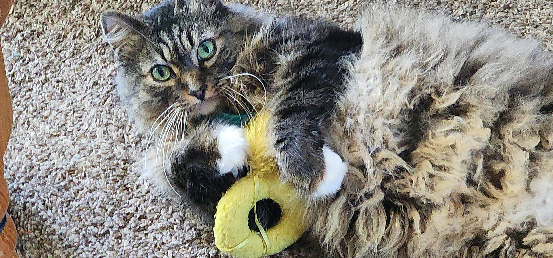 Skeeter is registered to the contest to win money with this photo: cat, tabby, fluffy, green_eyes, carpet, plush_toy, yellow_toy, whiskers, paws, fur, pet, indoor, closeup, cute, playful, animal, mammal, relaxed, lying_down, feline