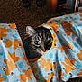 Skeeter is registered to the contest to win money with this photo: cat, tabby, animal, pet, tunnel, fabric, fish_pattern, carpet, indoor, curious, playful, peeking, feline, cute, eyes, whiskers, cozy, hiding, patterned, colorful