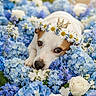 dog, puppy, animal, portrait, flowers, blue_flowers, white_flowers, daisies, roses, flower_crown, crown, pet, cute, sleepy, face, eyes, nose, close_up, garden, floral