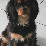 Aya participe au concours pour gagner de l'argent avec cette photo : animal, black, companion, cute, dog, ears, eyes, floor, friendly, fur, indoor, mammal, pet, portrait, puppy, sitting, tan, tile, whiskers, young