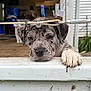 Aster joined the competition — help win amazing prizes! animal, blurred_background, cat, close_up, dog, door, ears, face, floor, house, metal_hook, outdoor, paw, pet, plant, puppy, rustic, speckled, white_fence, wood