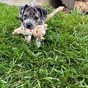 Aster is registered to the contest to win money with this photo: animal, background, cute, dog, ears, fur, grass, greenery, mouth, nature, nose, outdoor, pet, playful, puppy, stuffed_animal, toy, walking, wood, young_dog