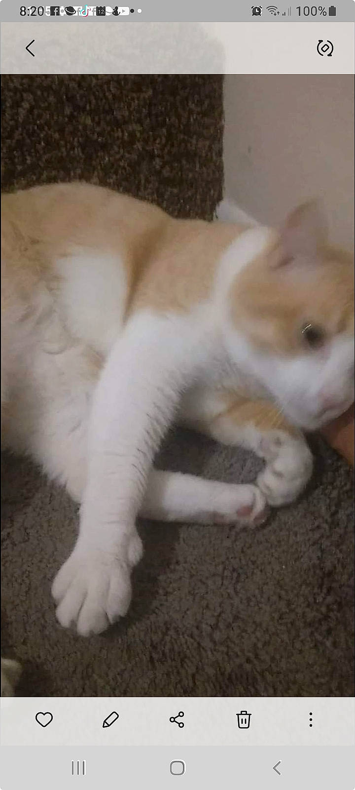 Chubby is registered to the contest to win money with this photo: canidae, carnivore, cat, comfort, companion_dog, dog, dog_breed, fawn, felidae, flooring, fur, paw, small_to_medium_sized_cats, snout, sporting_group, tail, terrestrial_animal, whiskers, wood, working_animal