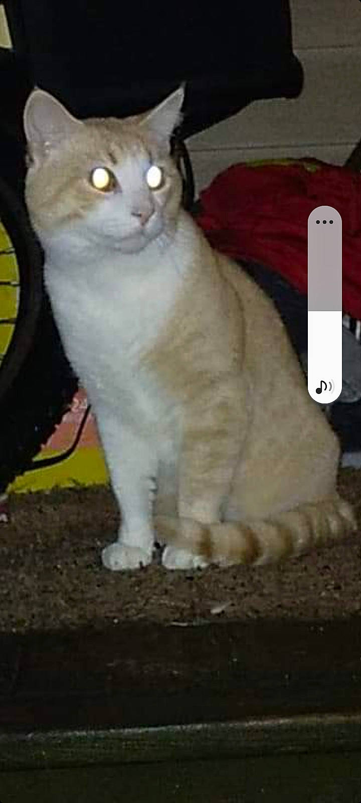 Chubby joined the competition — help win amazing prizes! carnivore, cat, domestic_short_haired_cat, door, felidae, fur, paw, photo_caption, rectangle, small_to_medium_sized_cats, snout, tail, terrestrial_animal, whiskers, window