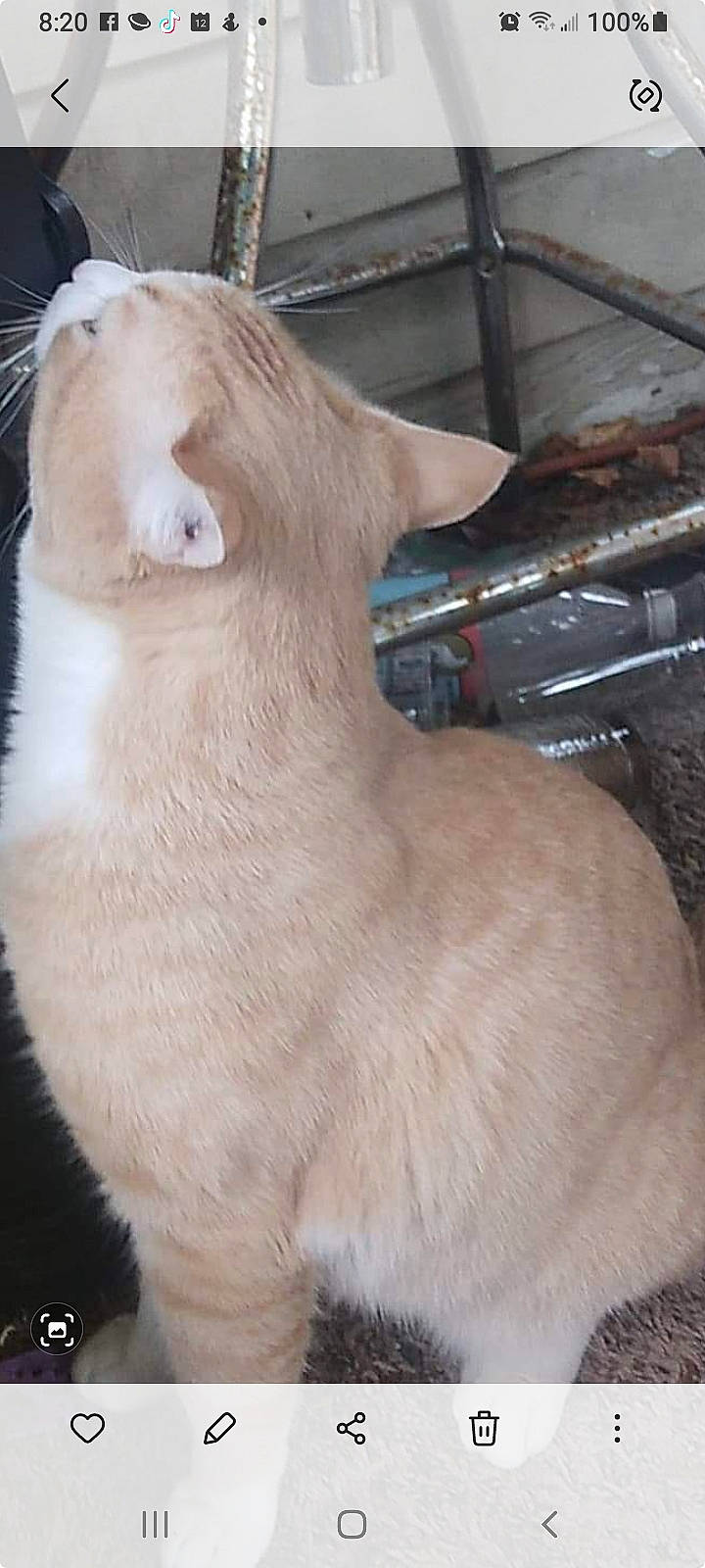 Chubby is registered to the contest to win money with this photo: canidae, carnivore, cat, collar, dog_breed, fawn, felidae, fur, goat, goats, liver, livestock, small_to_medium_sized_cats, snout, sporting_group, tail, terrestrial_animal, whiskers, wood, working_animal