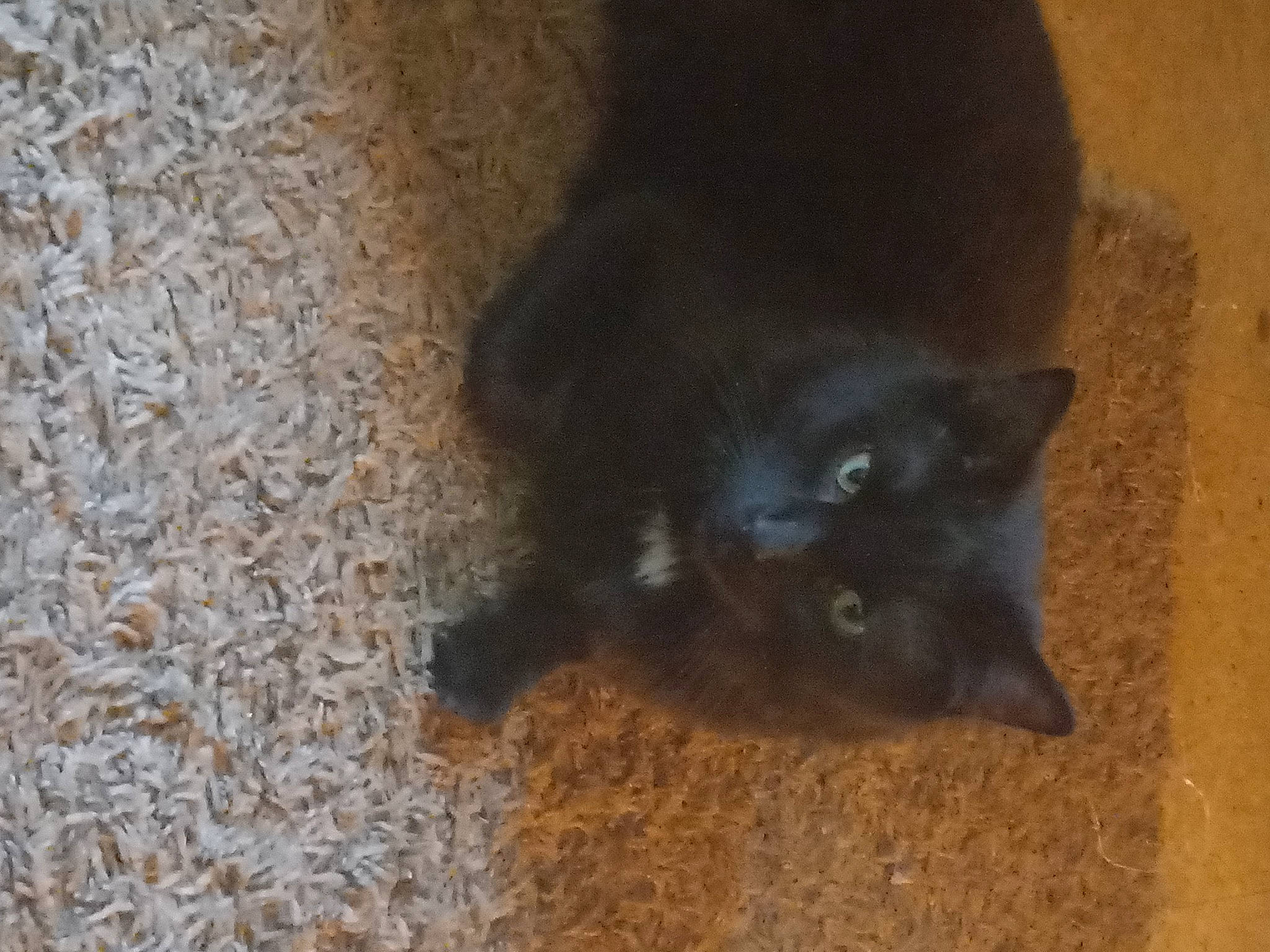 Moonshine is registered to the contest to win money with this photo: black_cat, carnivore, cat, claw, dog_breed, domestic_short_haired_cat, felidae, flooring, fur, iris, small_to_medium_sized_cats, snout, soil, tail, terrestrial_animal, whiskers, wood