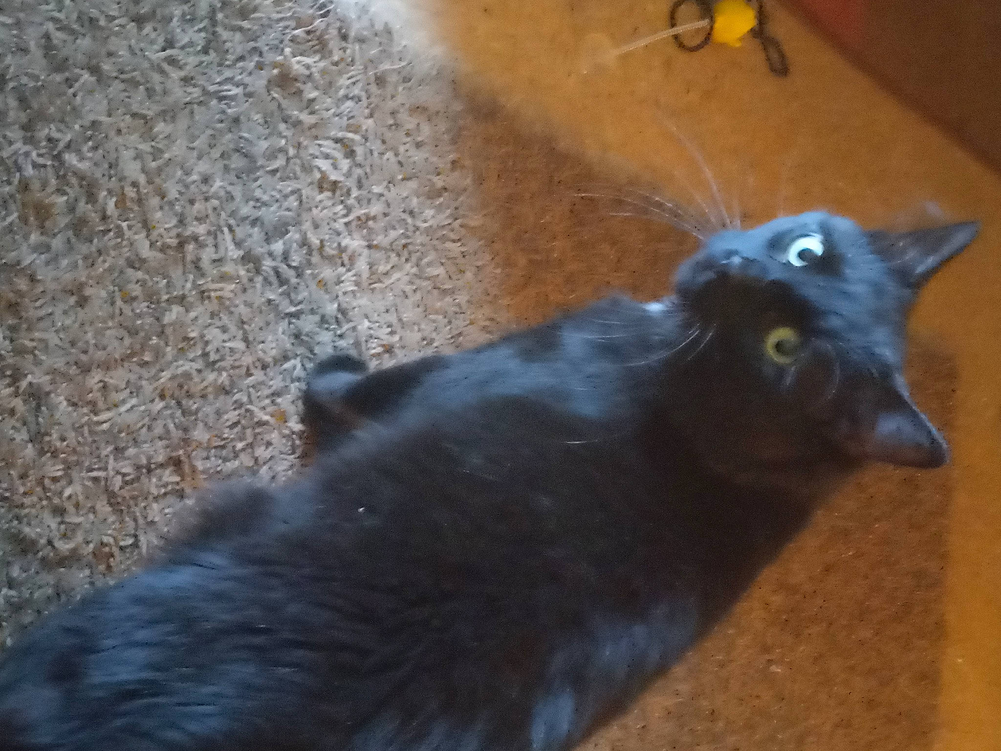 Moonshine is registered to the contest to win money with this photo: black_cat, bombay, canidae, carnivore, cat, claw, dog_breed, domestic_short_haired_cat, felidae, flooring, fur, shadow, small_to_medium_sized_cats, tail, terrestrial_animal, whiskers, window