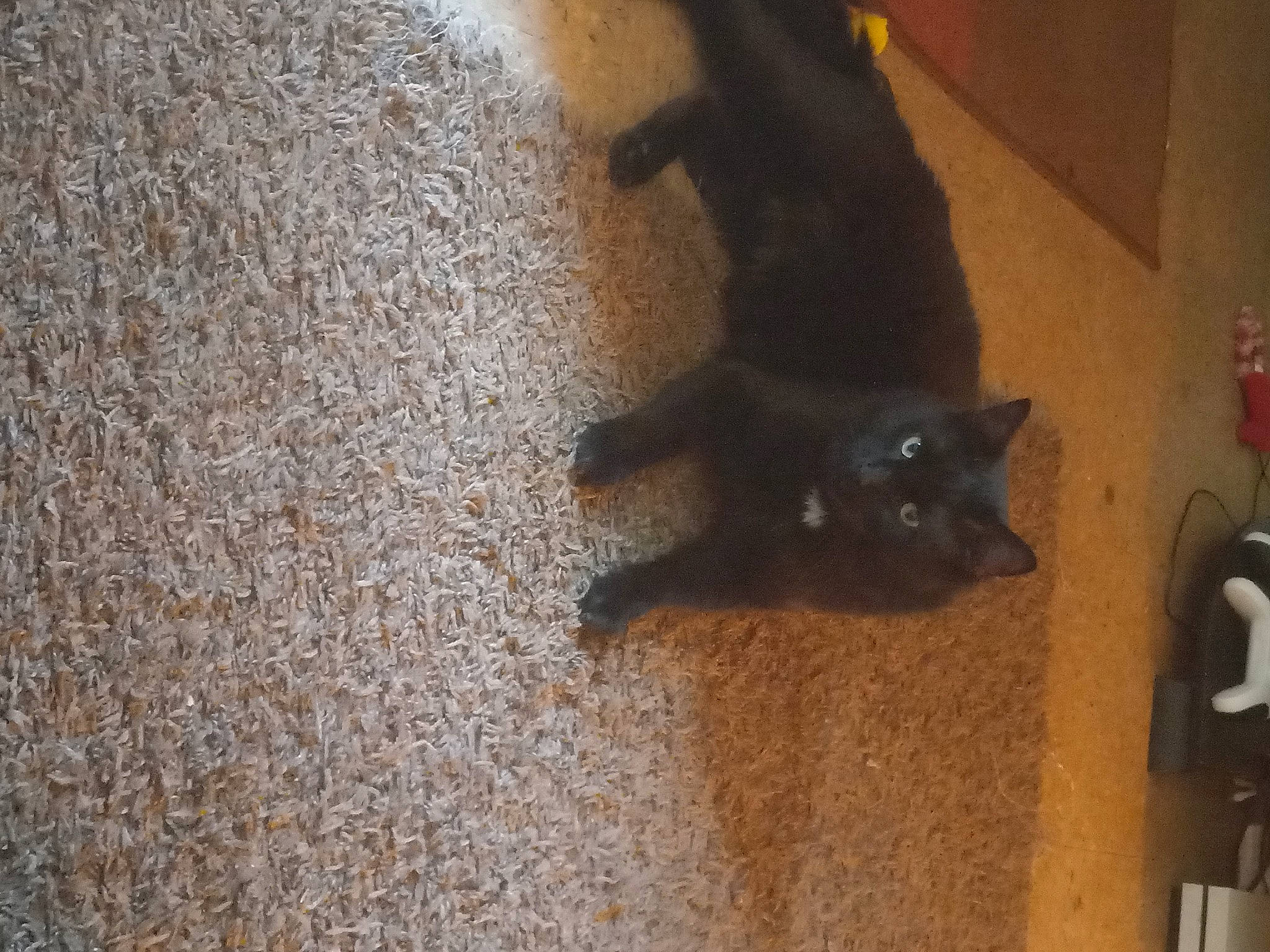 Moonshine joined the competition — help win amazing prizes! black_cat, bombay, brown, carnivore, cat, claw, dog_breed, domestic_short_haired_cat, felidae, flooring, fur, hardwood, paw, small_to_medium_sized_cats, snout, tail, terrestrial_animal, whiskers, wood