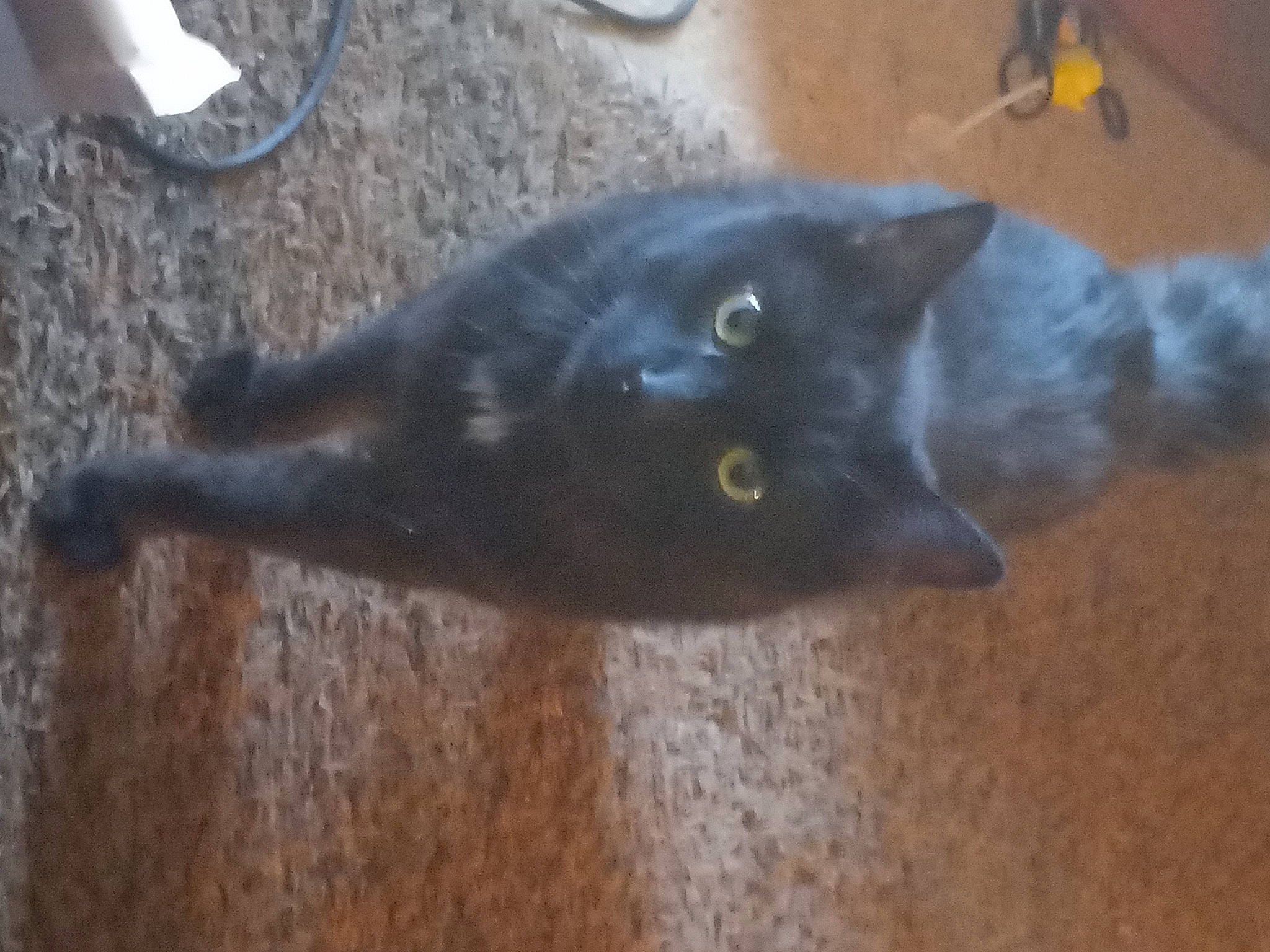 Moonshine is registered to the contest to win money with this photo: black_cat, bombay, carnivore, cat, domestic_short_haired_cat, felidae, flooring, fur, grey, hardwood, plant, small_to_medium_sized_cats, snout, tail, terrestrial_animal, wheel, whiskers, wood