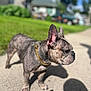 dog, french_bulldog, sidewalk, gold_chain, pet, outdoor, sunny, grass, blurred_background, canine, animal, portrait, standing, daylight, ears, snout, shadow, fur, suburban, house