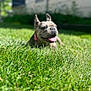 dog, grass, outdoor, sunny, pet, canine, tongue_out, yard, blurred_background, happy, animal, nature, summer, domestic_animal, mammal, playful, greenery, collar, resting, daytime