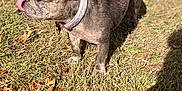 Ruby is registered to the contest to win money with this photo: dog, french_bulldog, brindle, tongue_out, collar, grass, outdoor, sunlight, pet, animal, ears, side_view, autumn, leaf, cute, small_dog, standing, nature, mammal, daytime