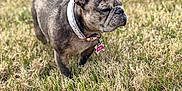 Ruby is registered to the contest to win money with this photo: alert, animal, brown, canine, collar, cute, daytime, dog, french_bulldog, fur, grass, mammal, nature, outdoor, pet, short_hair, small_dog, standing, sunlight, tag