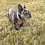 Ruby is registered to the contest to win money with this photo: dog, french_bulldog, pet, grass, outdoor, animal, collar, tag, brown, short_hair, standing, nature, canine, cute, small_dog, sunlight, daytime, mammal, fur, alert