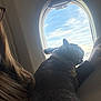 Ruby is registered to the contest to win money with this photo: dog, airplane, window, sky, clouds, person, long_hair, collar, tag, interior, travel, seating, thoughtful, pet, companion, daylight, looking_out, animal, resting, human