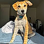 Ace is registered to the contest to win money with this photo: dog, puppy, bed, indoor, sunlight, shadow, collar, tag, fur, ears, nose, eyes, blanket, fan, room, furniture, pet, animal, cute, portrait