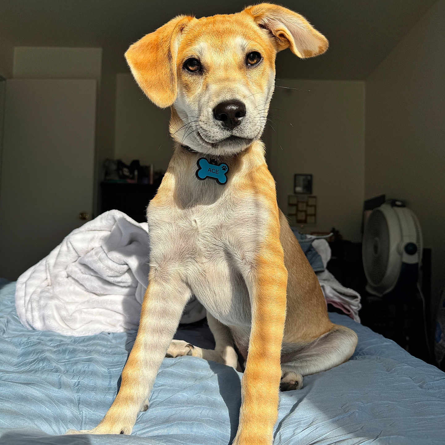 Ace joined the competition — help win amazing prizes! animal, bed, blanket, collar, cute, dog, ears, eyes, fan, fur, furniture, indoor, nose, pet, portrait, puppy, room, shadow, sunlight, tag