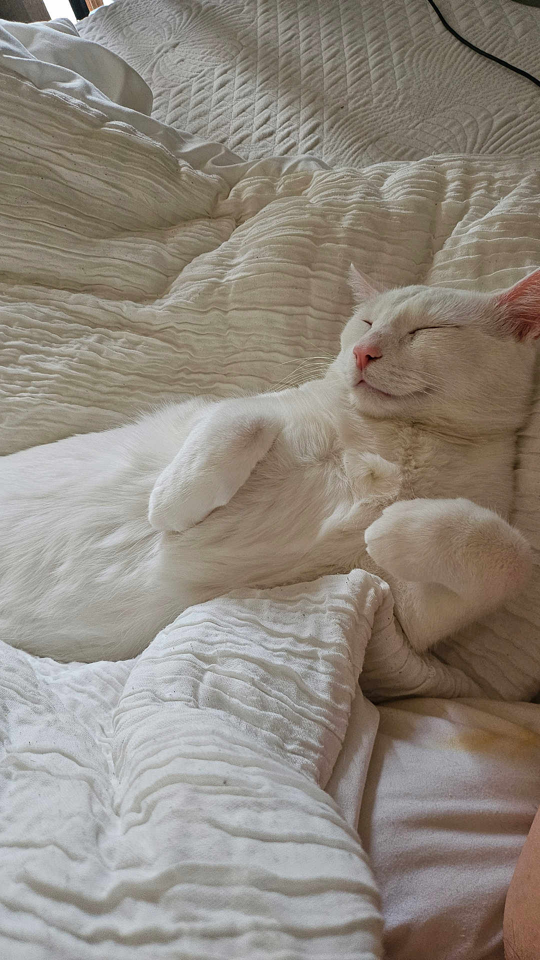 Olive joined the competition — help win amazing prizes! cat, white_cat, sleeping, relaxed, bed, blanket, indoor, pet, fur, cute, cozy, paw, resting, animal, mammal, whiskers, closeup, domestic_cat, quiet, peaceful