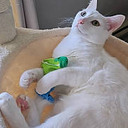 Olive is registered to the contest to win money with this photo: cat, white_cat, pet, toy, green_toy, blue_toy, feline, paws, soft_bed, cozy, relaxed, indoor, curious, alert, fluffy, cute, animal, whiskers, pink_paw_pads, resting