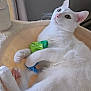 cat, white_cat, pet, toy, green_toy, blue_toy, feline, paws, soft_bed, cozy, relaxed, indoor, curious, alert, fluffy, cute, animal, whiskers, pink_paw_pads, resting