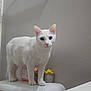 Olive is registered to the contest to win money with this photo: white_cat, cat, bathroom, toilet, plant, decor, gray_wall, soap_bottle, curious, pet, indoor, animal, feline, standing, whiskers, ears, clean, quiet, minimalist, shadow
