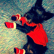 Daisy Ann is registered to the contest to win money with this photo: dog, small_dog, pet, red_dress, red_booties, couch, furniture, indoor, animal, cute, festive, holiday, costume, fur, black_fur, tail, ears, lying_down, looking_up, cozy