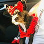 Daisy Ann joined the competition — help win amazing prizes! dog, small_dog, red_bow, red_clothing, dog_booties, pet, indoor, car_interior, sunlight, furry, cute, animal, lap, person, casual, portrait, festive, accessory, warm_light, cozy
