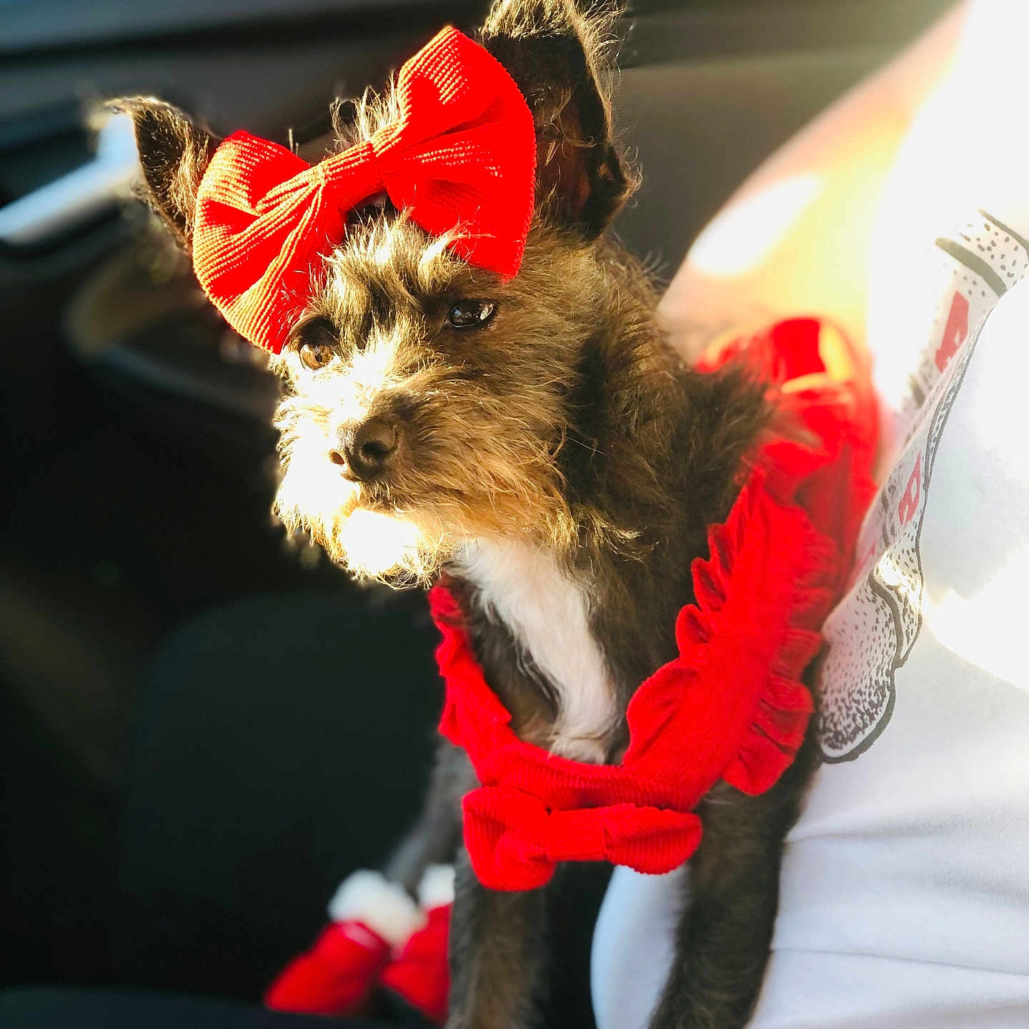 Daisy Ann joined the competition — help win amazing prizes! accessory, animal, car_interior, casual, cozy, cute, dog, dog_booties, festive, furry, indoor, lap, person, pet, portrait, red_bow, red_clothing, small_dog, sunlight, warm_light