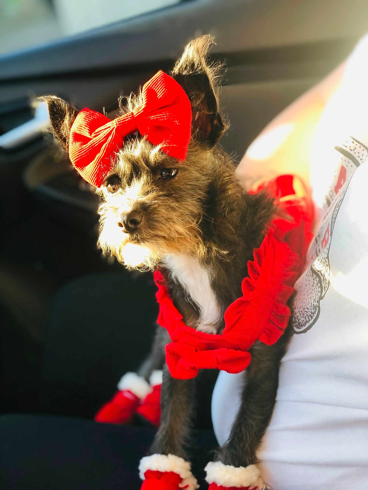 Daisy Ann joined the competition — help win amazing prizes! dog, small_dog, red_bow, red_clothing, dog_booties, pet, indoor, car_interior, sunlight, furry, cute, animal, lap, person, casual, portrait, festive, accessory, warm_light, cozy