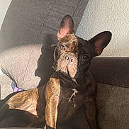 Heaven participe au concours pour gagner de l'argent avec cette photo : dog, french_bulldog, brindle, couch, indoor, pet, sunlight, shadow, relaxed, animal, canine, ears, portrait, looking, furniture, wall, home, cute, companion, sitting