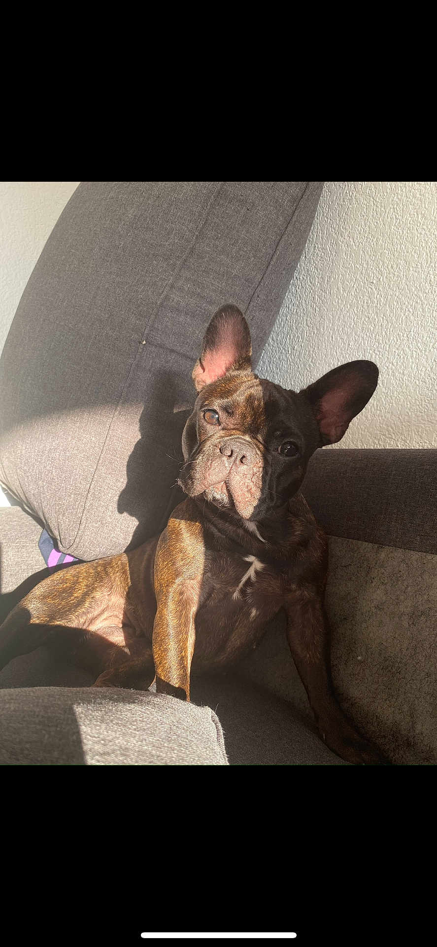 Heaven participe au concours pour gagner de l'argent avec cette photo : dog, french_bulldog, brindle, couch, indoor, pet, sunlight, shadow, relaxed, animal, canine, ears, portrait, looking, furniture, wall, home, cute, companion, sitting