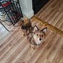 Buster joined the competition — help win amazing prizes! animal, appliance, brown, cabinet, corner, cozy, curious, dog, ears, floor, fur, home, indoor, kitchen, looking_up, pans, pet, pots, small_dog, wooden_floor