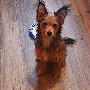 Buster joined the competition — help win amazing prizes! alert, animal, bowl, brown_fur, canine, companion, curious, cute, dog, domestic_animal, ears, floor, friendly, fur, indoor, looking, pet, sitting, small_dog, wooden_floor