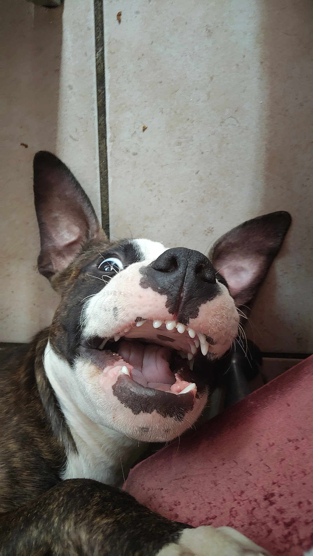 Sultan participe au concours pour gagner de l'argent avec cette photo : dog, pet, animal, close_up, teeth, tongue, ears, floor, tile, playful, excited, brown, white, black, mouth_open, canine, indoor, cute, funny, expression