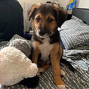 Maximus Max is registered to the contest to win money with this photo: puppy, dog, bed, bedding, stuffed_animal, indoor, pet, fur, brown, black, white, young, cute, animal, cozy, home, pillows, fabric, rest, companion
