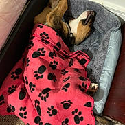 Maximus Max is registered to the contest to win money with this photo: animal, bed, blanket, canine, carpet, collar, comfort, cozy, cute, dog, fur, furry, indoor, paw, paw_prints, pet, relaxed, resting, sleeping, snuggled