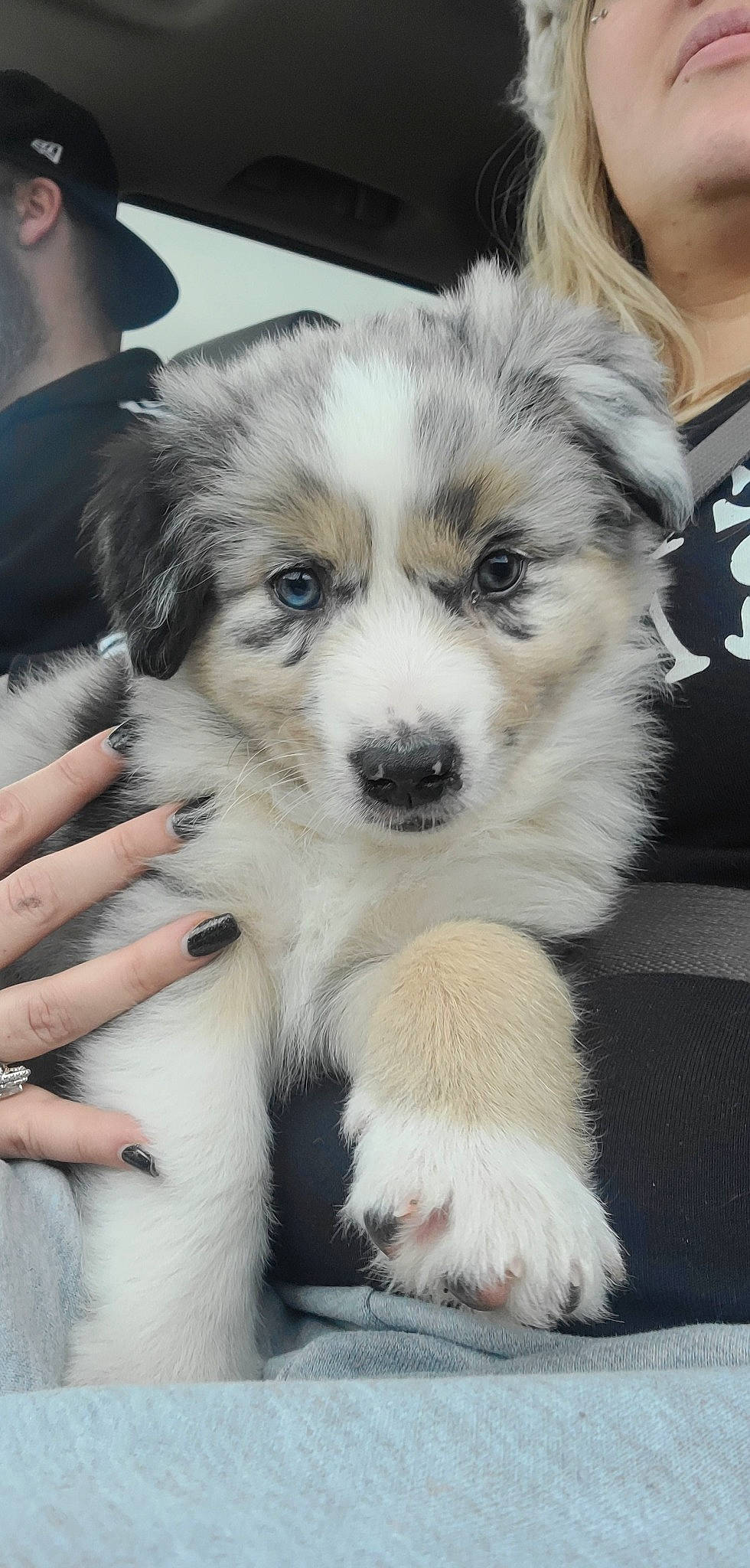 Koda joined the competition — help win amazing prizes! ancient_dog_breeds, australian_collie, bored, canidae, carnivore, companion_dog, dog, dog_breed, fur, herding_dog, non_sporting_group, snout, sporting_group, terrestrial_animal, toy_dog, whiskers, working_animal, working_dog