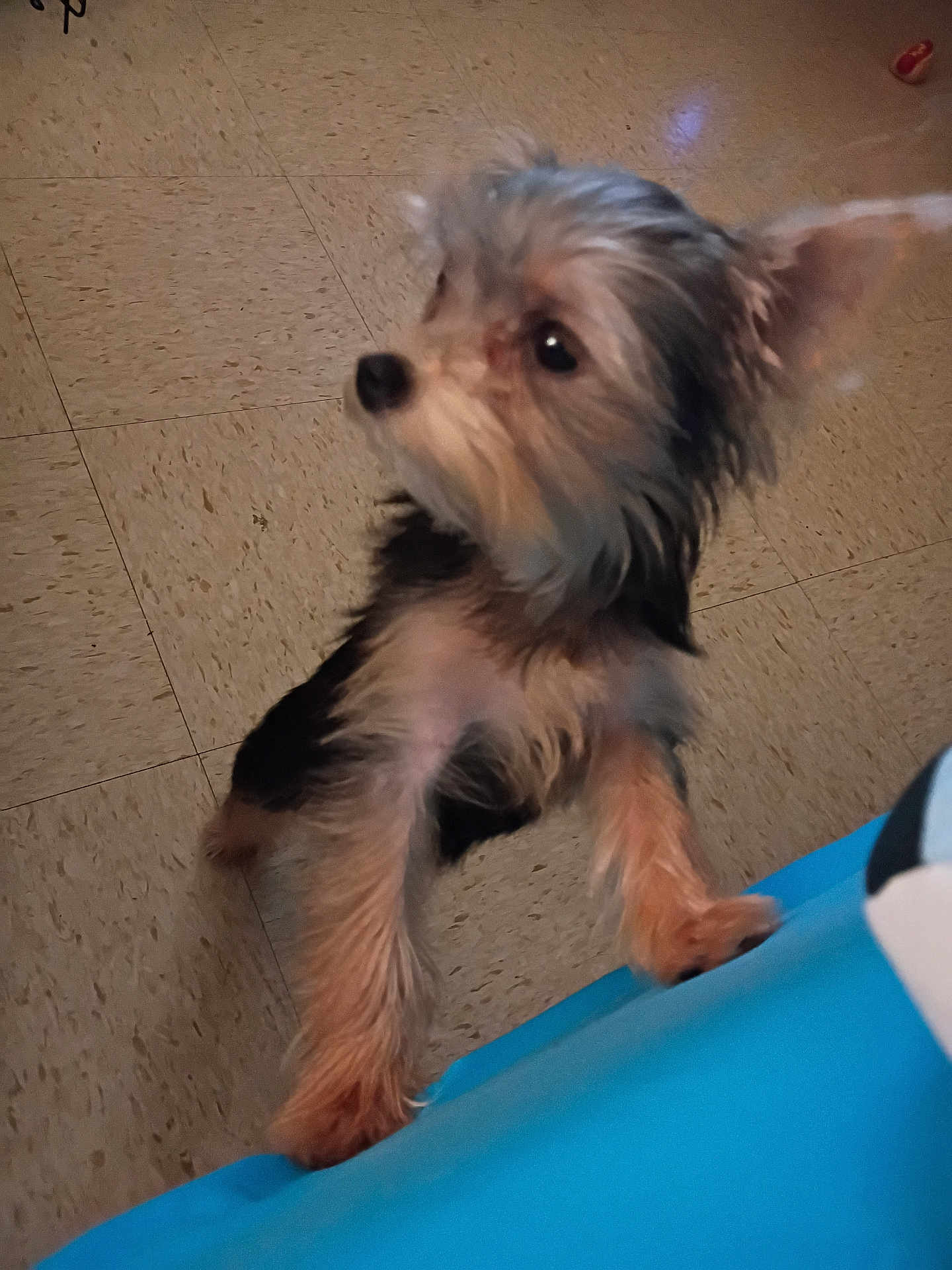 Princess Leia is registered to the contest to win money with this photo: dog, puppy, small_dog, fur, curious, indoor, floor, tile_floor, blue_surface, pet, animal, standing, paw, looking_away, cute, furry, domestic_animal, companion, blur, close_up