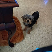 Princess Leia is registered to the contest to win money with this photo: animal, beige, black, brown, companion, curious, cute, dog, domestic, floor, fur, home, indoor, looking_up, pet, pet_bed, puppy, small_dog, table_leg, tile_floor