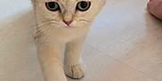 Alaska participe au concours pour gagner de l'argent avec cette photo : cat, animal, pet, indoor, floor, hand, walking, cute, furry, ears, green_eyes, whiskers, domestic, close_up, home, person, bracelet, toy_car, box, light