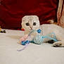 Alaska a rejoint le concours — aidez-le/la à gagner de superbes lots ! kitten, scottish_fold, cat, toy, indoor, pet, white_bed, cushion, curious, wide_eyes, feline, soft, small, fur, animal, playful, domestic, resting, cozy, cute